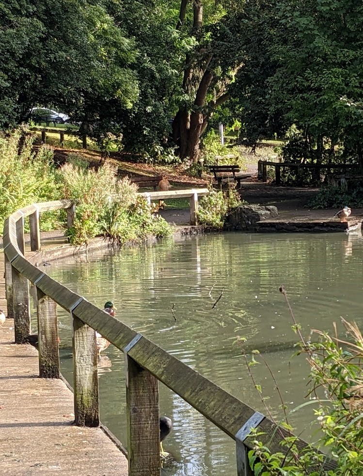 A lake in a park